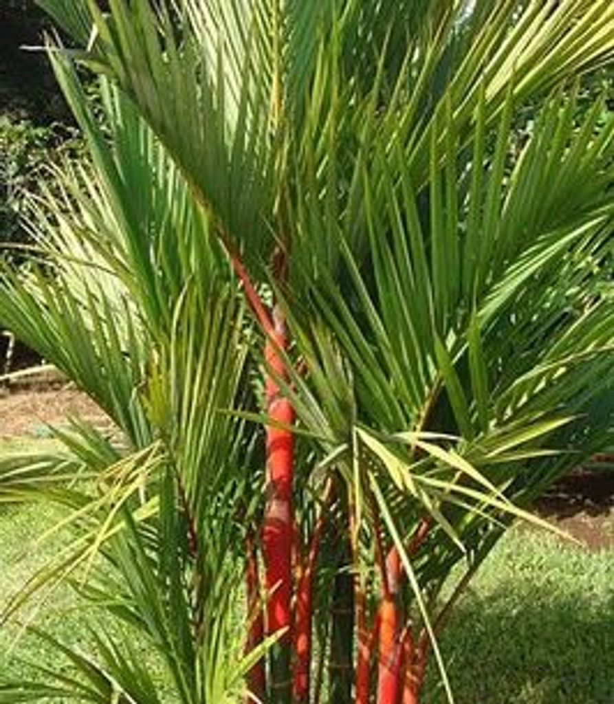 Allan Thiel Profile Photo