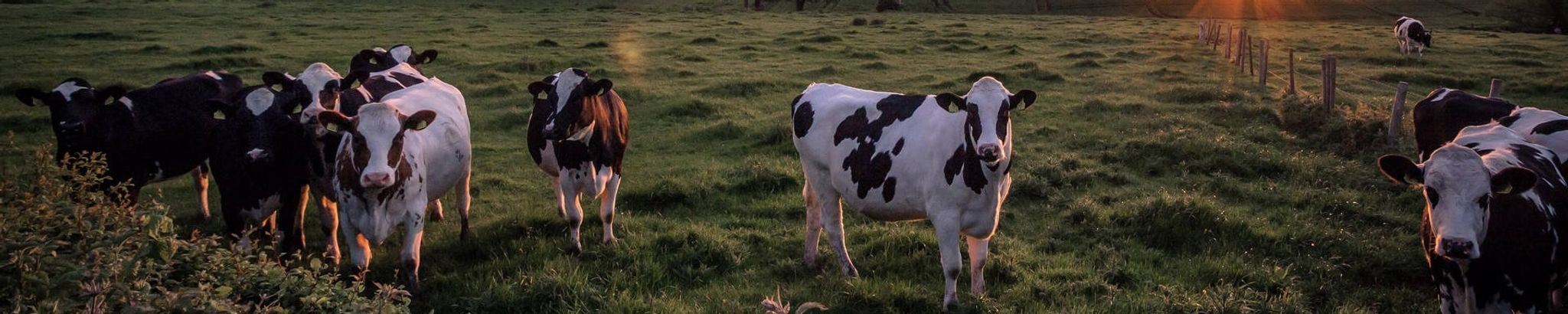 Cover for Fred A. Tidemann's Obituary