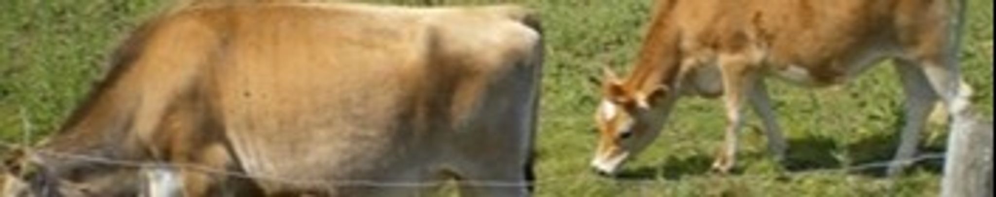 Cover for Morgan A. Marsh, Jr.'s Obituary