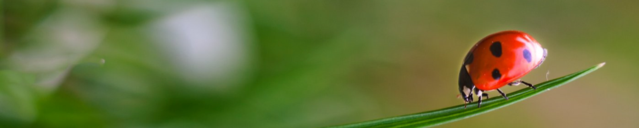 Cover photo for Ann Katherine Romani's Obituary