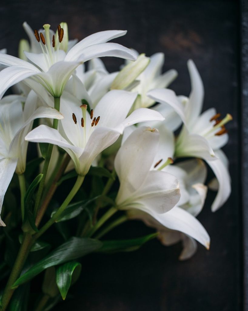 Phyllis Ann Beckerich Profile Photo