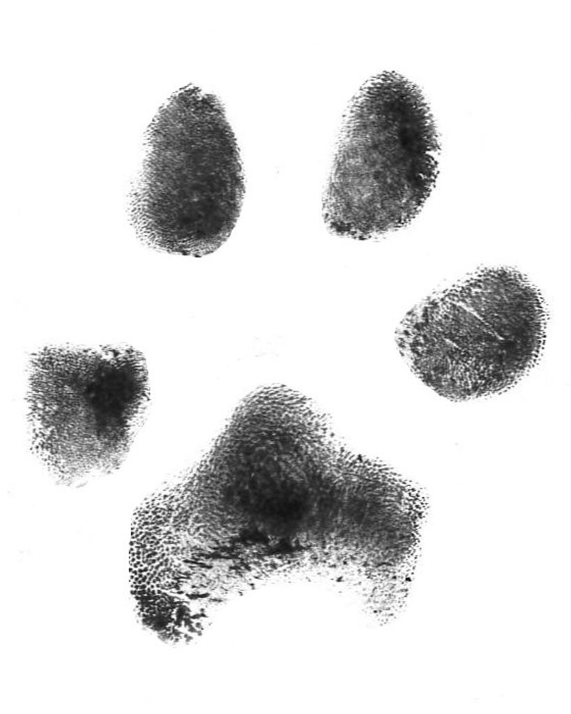 Bunny Lang Profile Photo