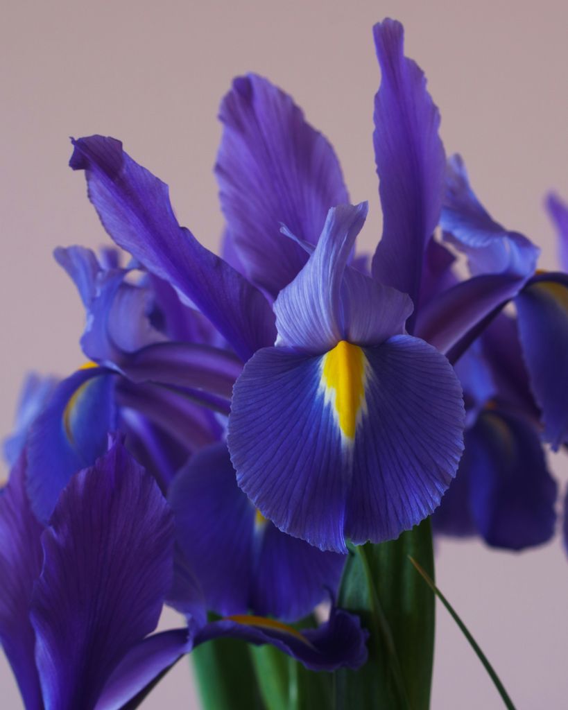 Louise Piekarski Profile Photo