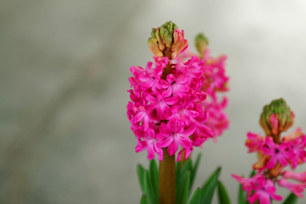 Ruby Jean Mcreynolds Fields Profile Photo