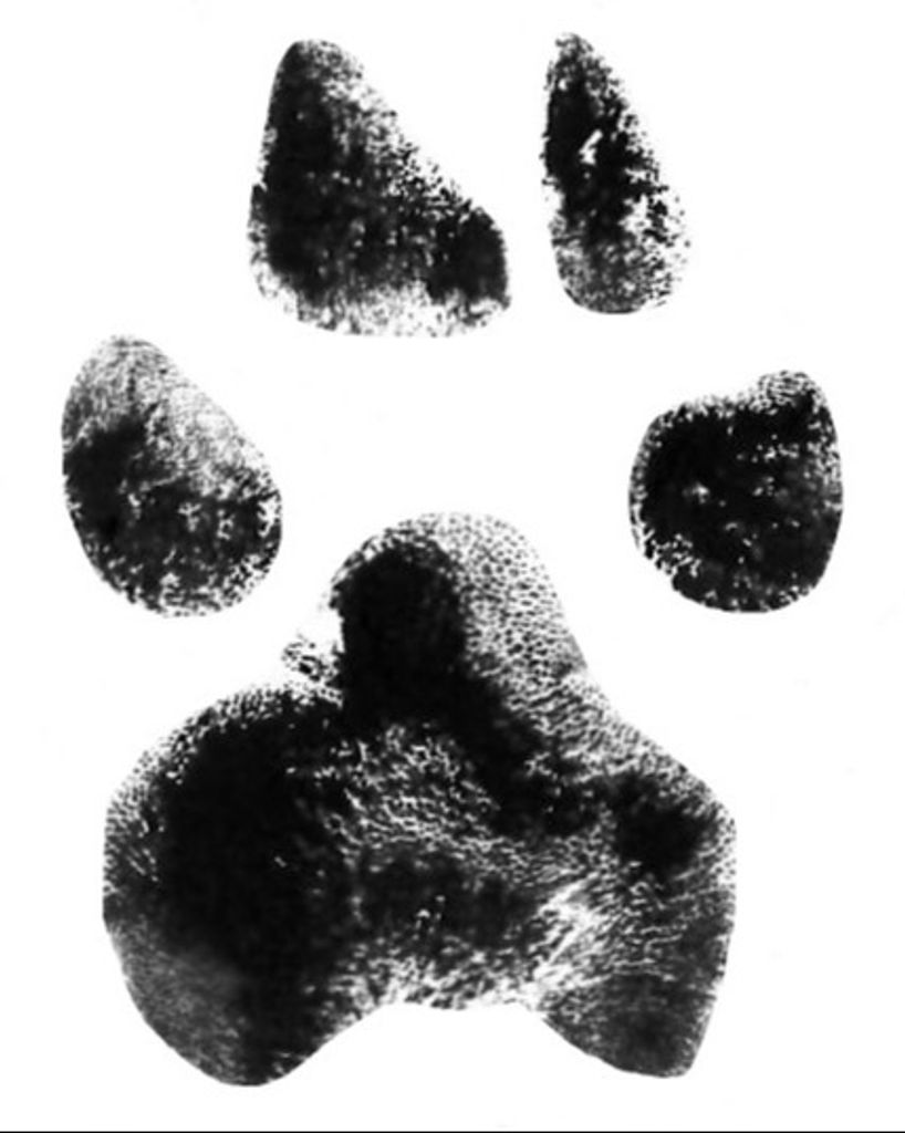 Mollie O'Brian Profile Photo