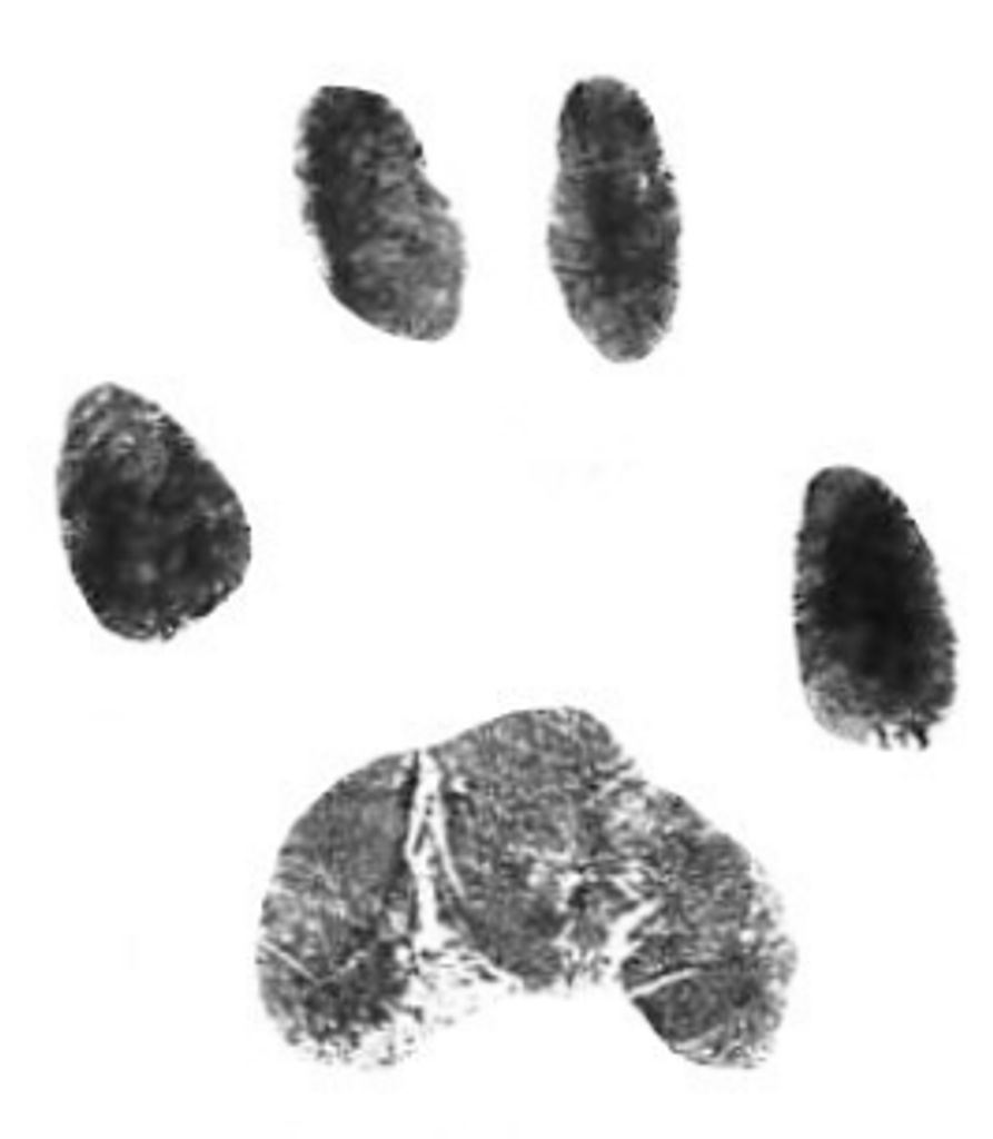 Chesney Cardwell