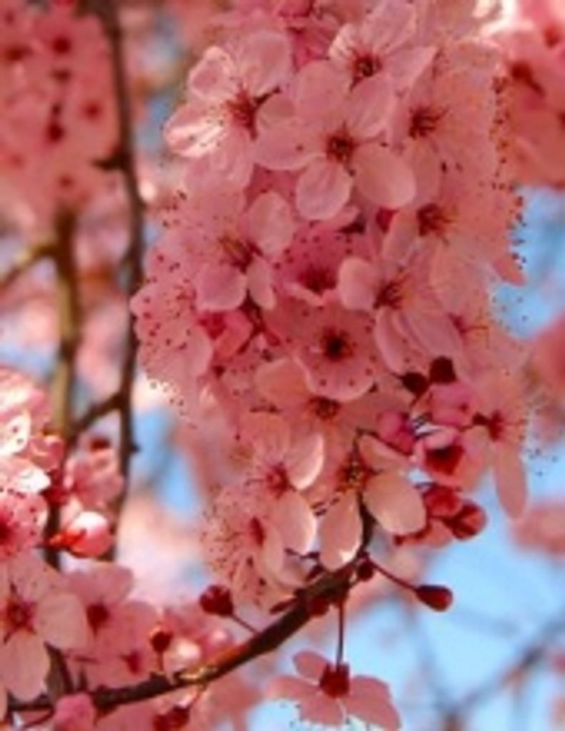 Mary  T. Roberson Lane