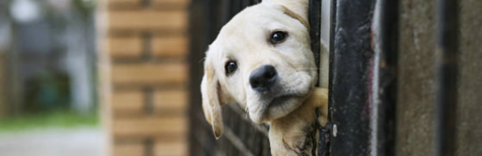 Cover for John N. Johnston's Obituary