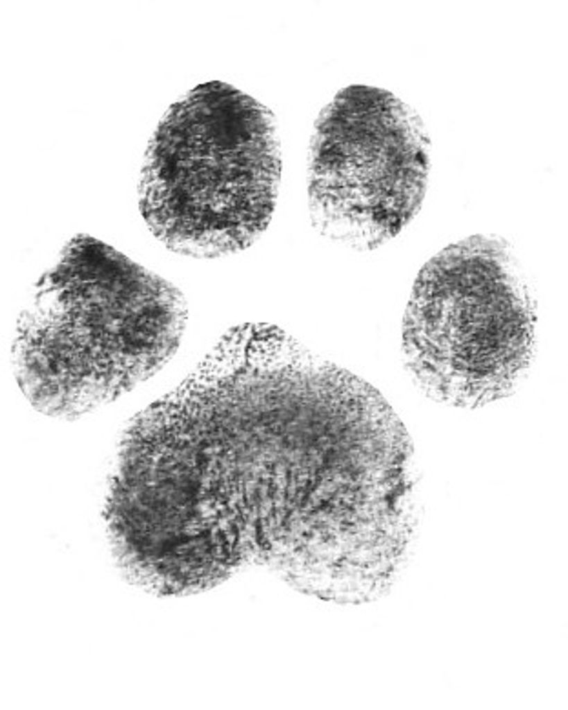 Snickers Sigmon Profile Photo