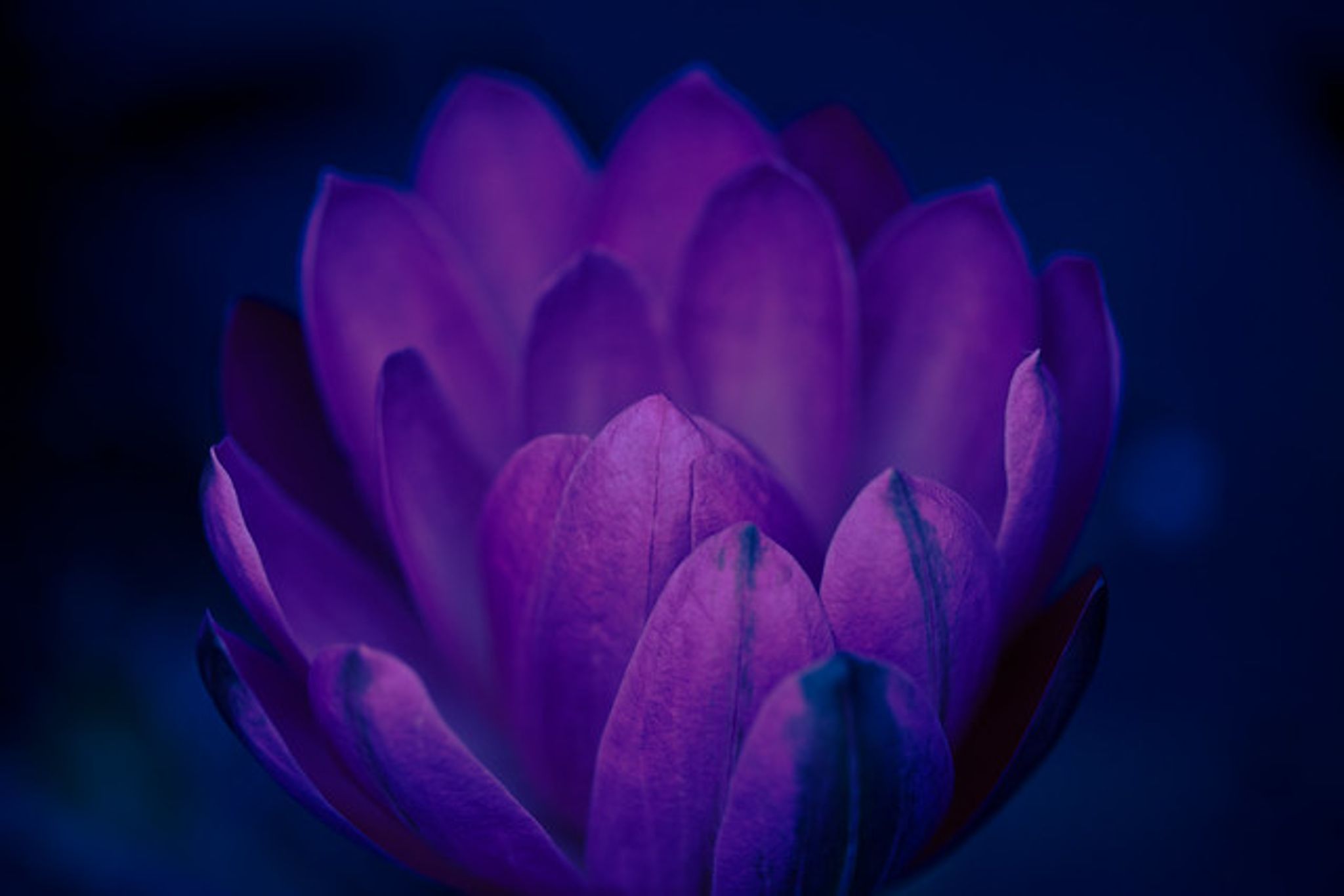 Cover photo for Crystal Denise Shearer's Obituary