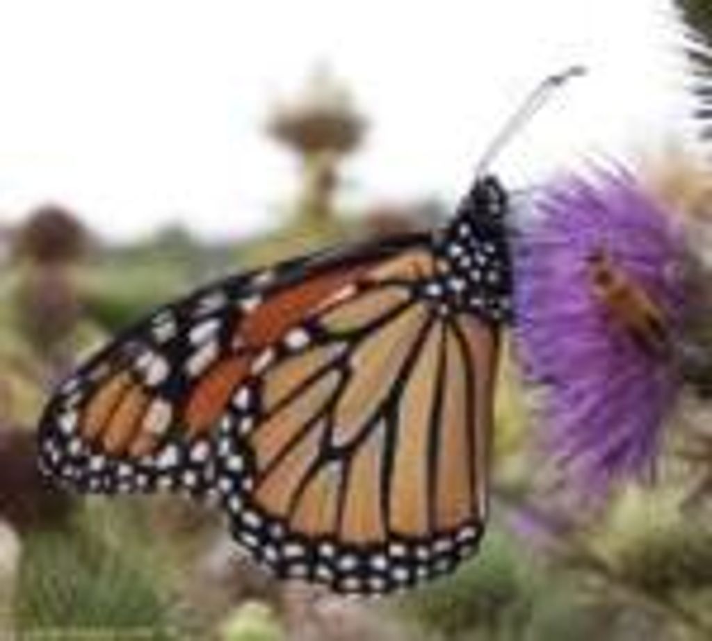 Julia Anne "Annie" Pohlman
