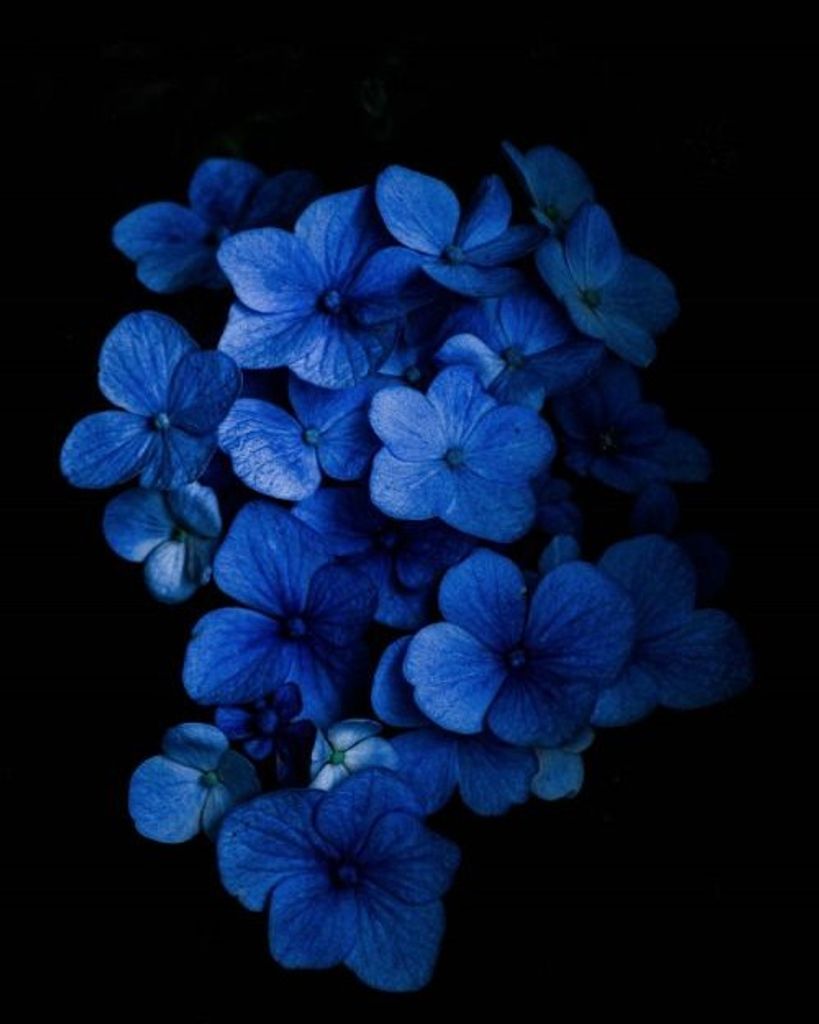 Catherine Ann (Christopher) Negron Profile Photo