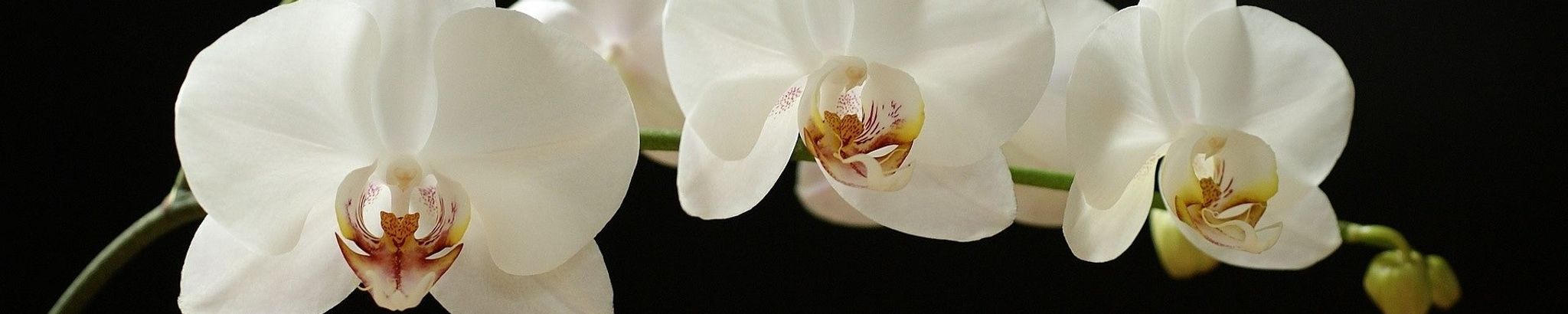 Cover for Martha Nguon Hanh Nguyen's Obituary