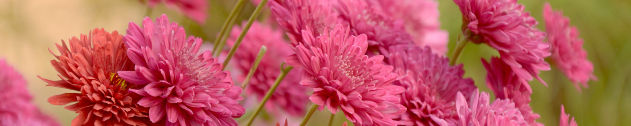 Cover photo for Tina McGuire's Obituary