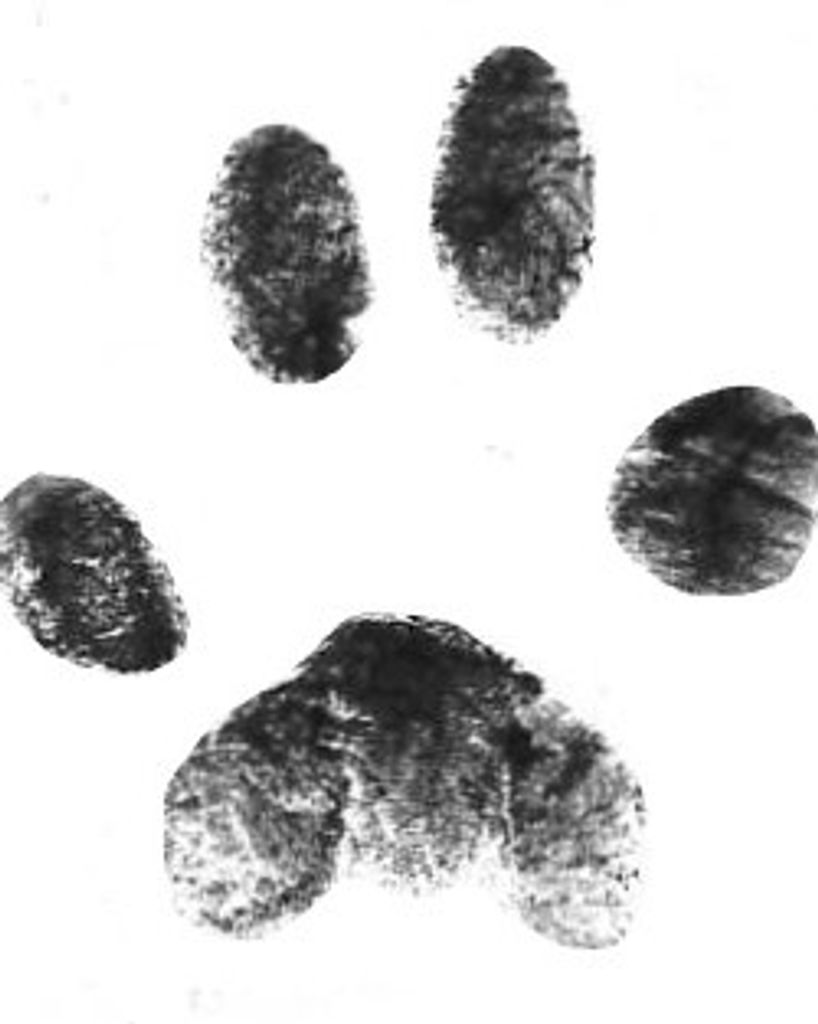 Cheez-it Demers Profile Photo