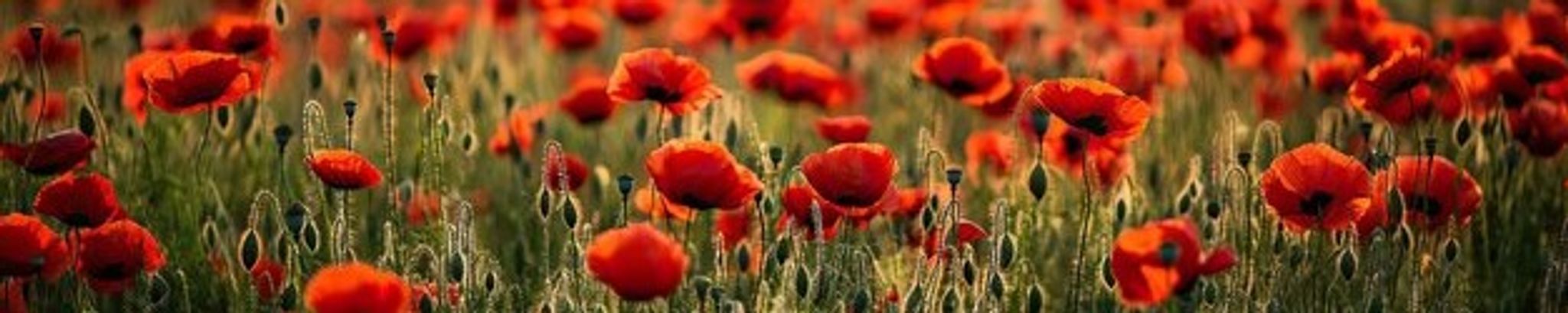 Cover for Jeanne R. Poppy's Obituary