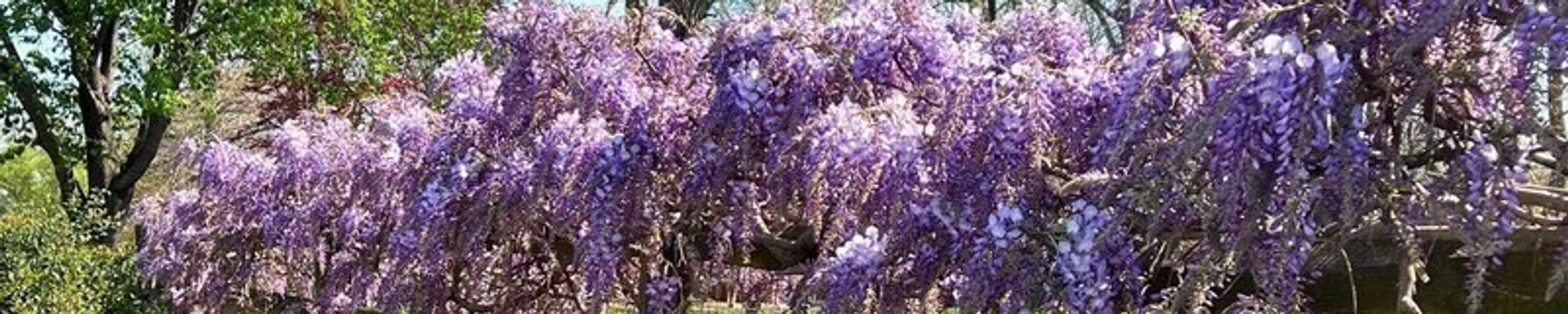 Cover for Stephen Ray Gohlke's Obituary