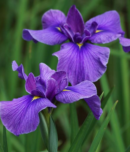 Veda Lee Mortenson's obituary image