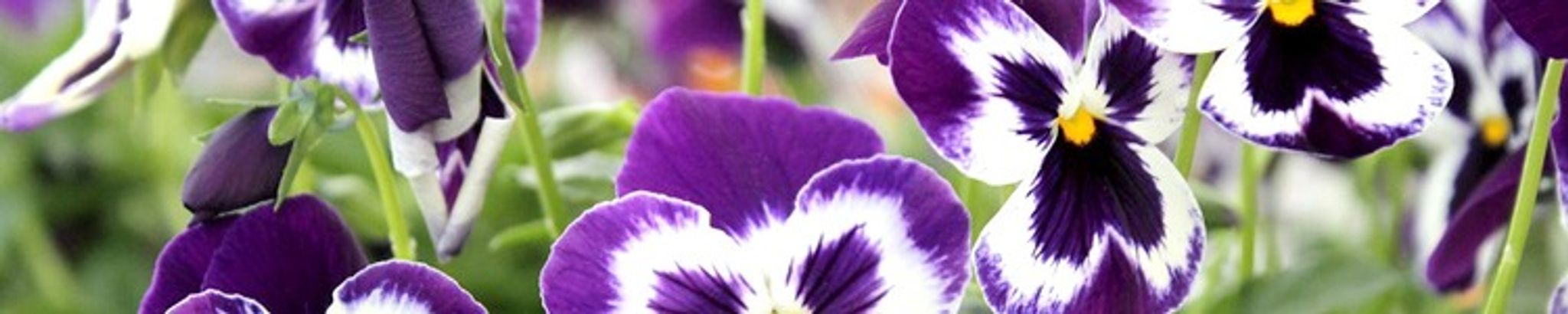 Cover photo for Joyce Loewen's Obituary