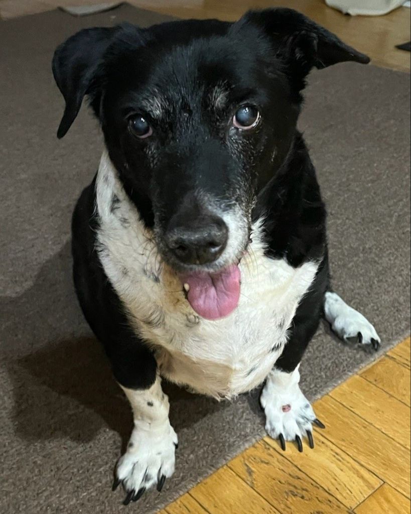 Kiwi Donovan Profile Photo