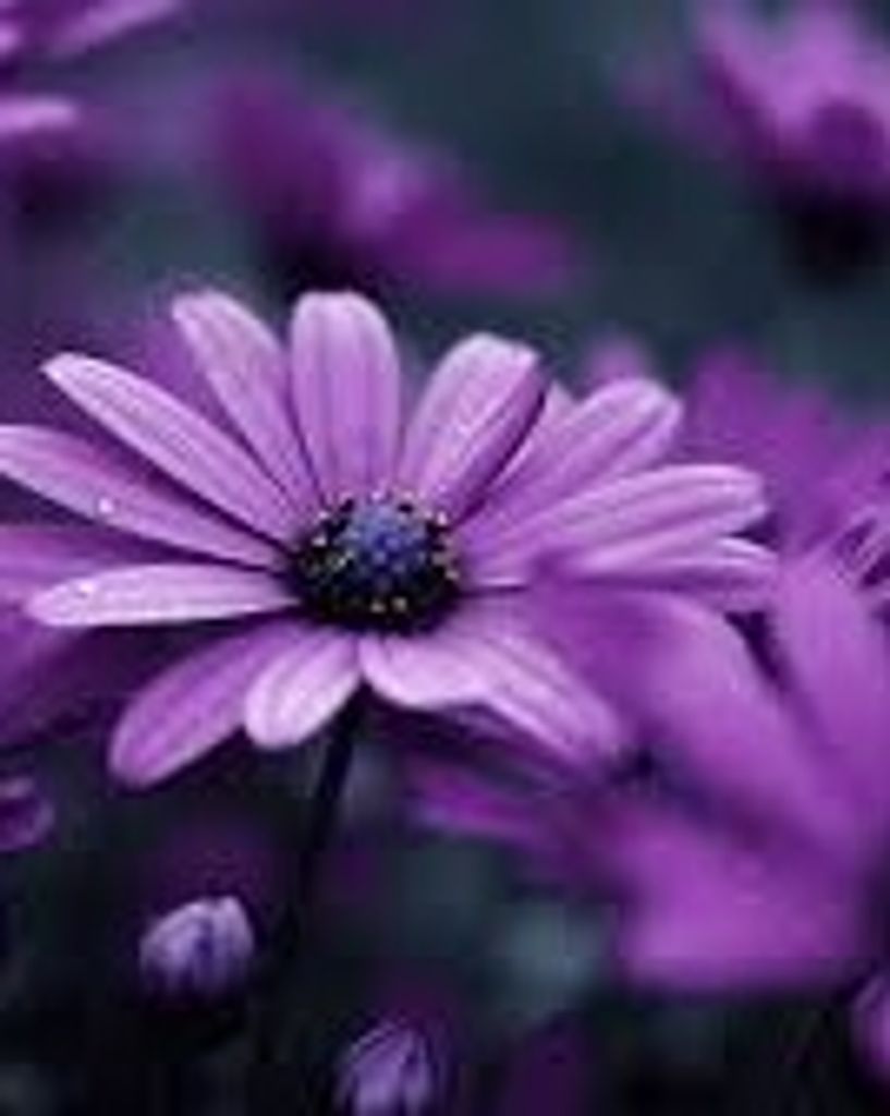 Alma Lou Light Willard Profile Photo