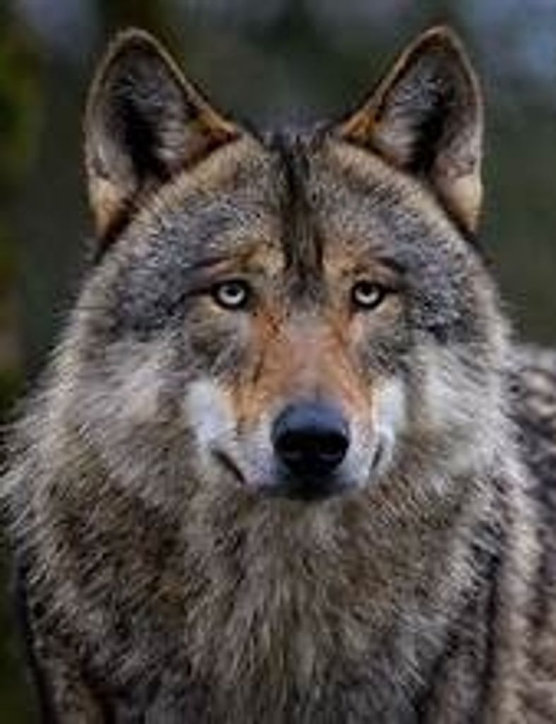 Thomas L Braesch Profile Photo