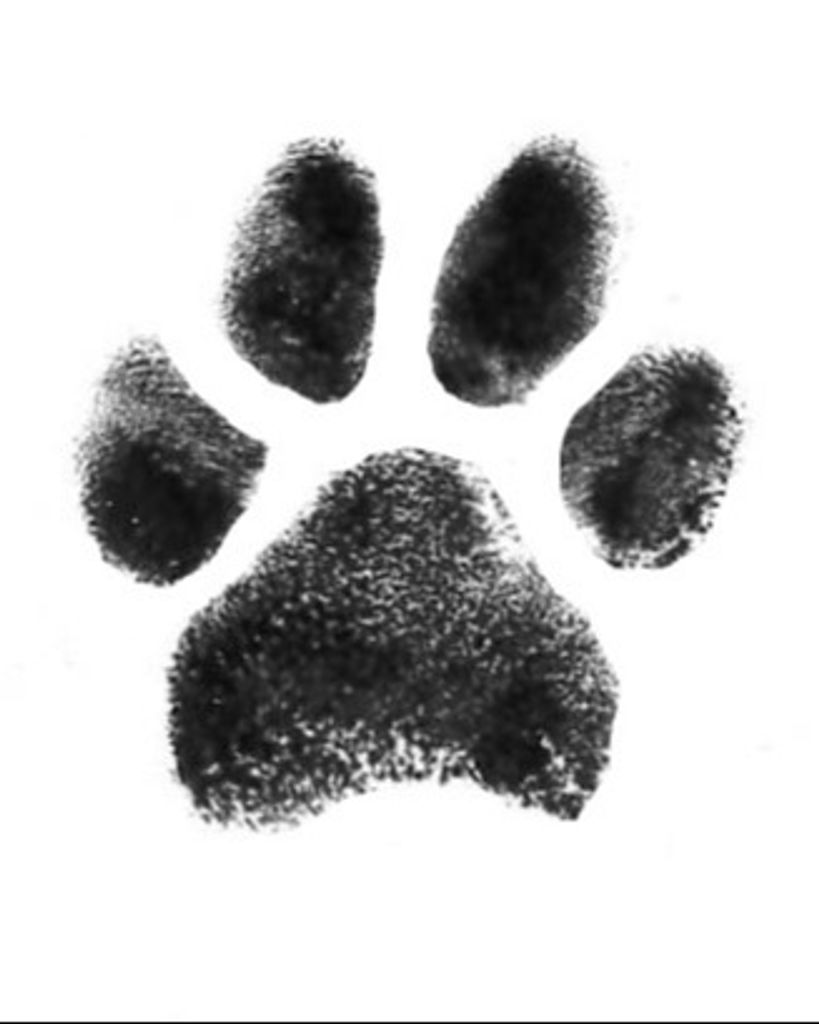 Teddy Bear Ballingham Profile Photo
