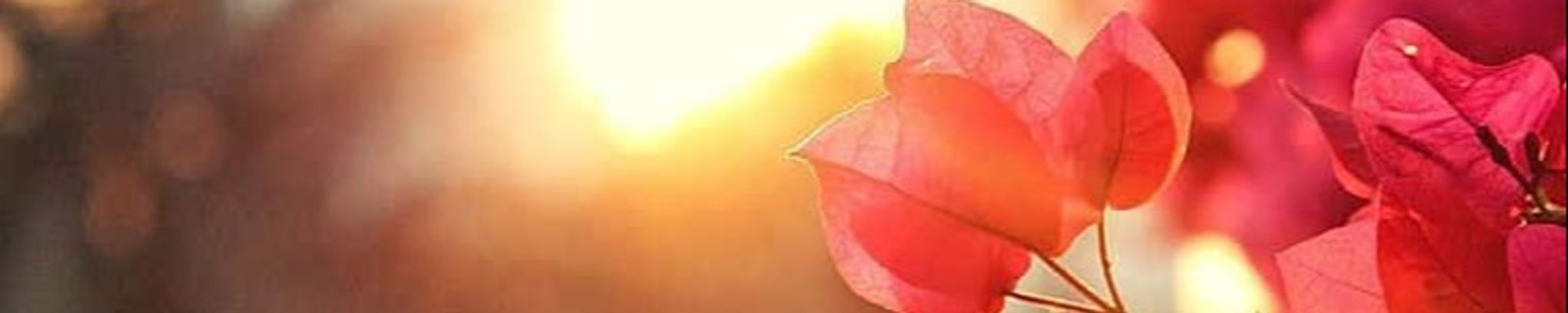 Cover photo for Lavara Moline Harwell's Obituary