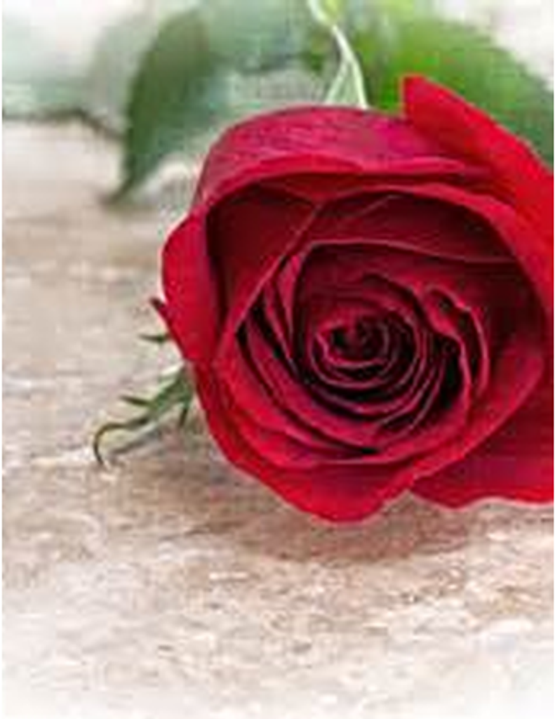 Deborah Lynn (Gill) Harrison Profile Photo