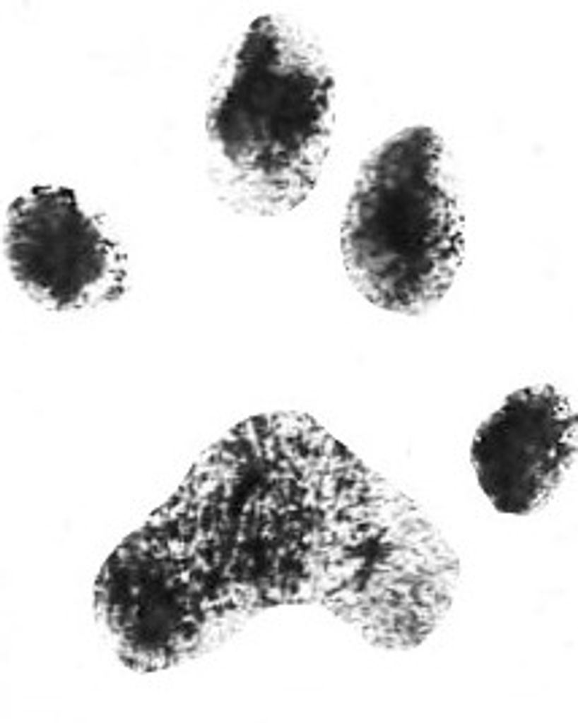 Shadow Edwards Profile Photo