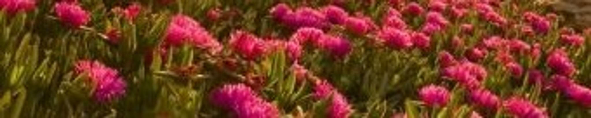 Cover photo for Patty Jo Murray's Obituary