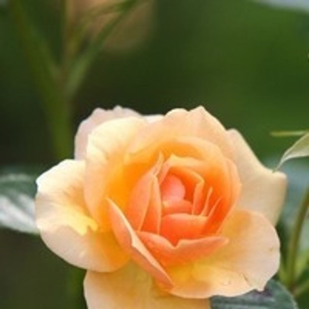 Arlene M Heller Profile Photo