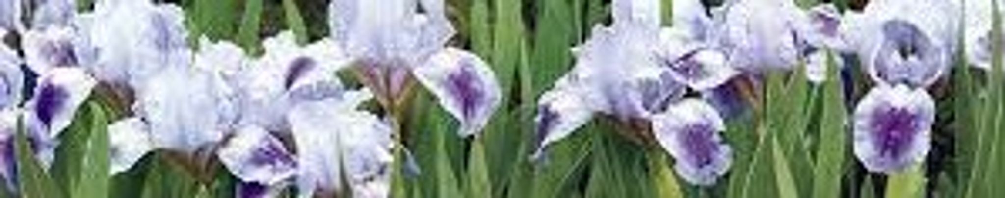 Cover photo for Betty Ann Park's Obituary