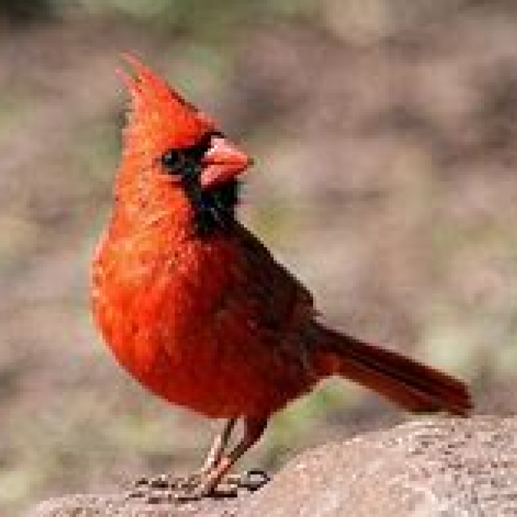 Carmen Lidia Curet Profile Photo