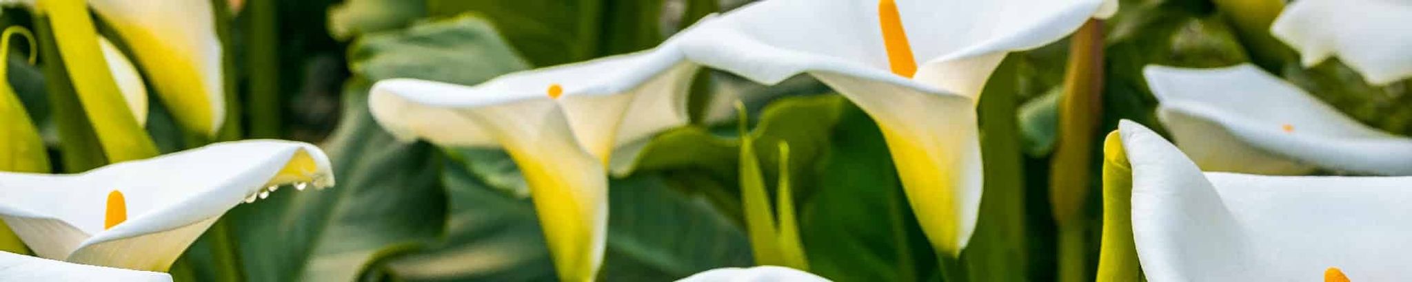 Cover photo for Gail S. Fox's Obituary