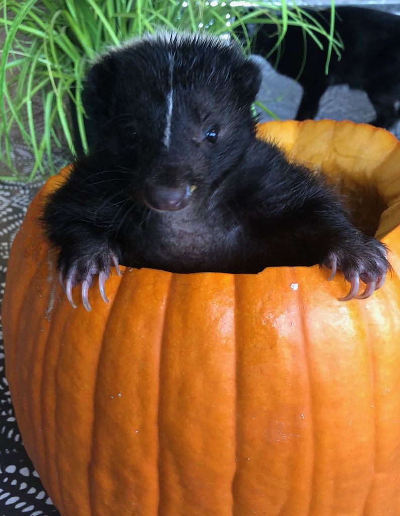 Stinkers Profile Photo