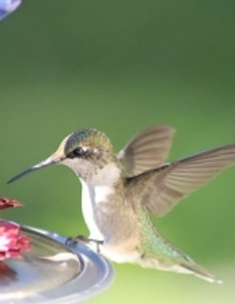 Chassity Rain Carter