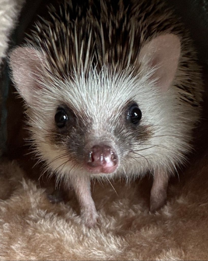 Apollo 🖤 Profile Photo
