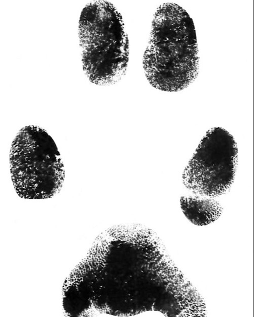 Journey Arrowood Profile Photo