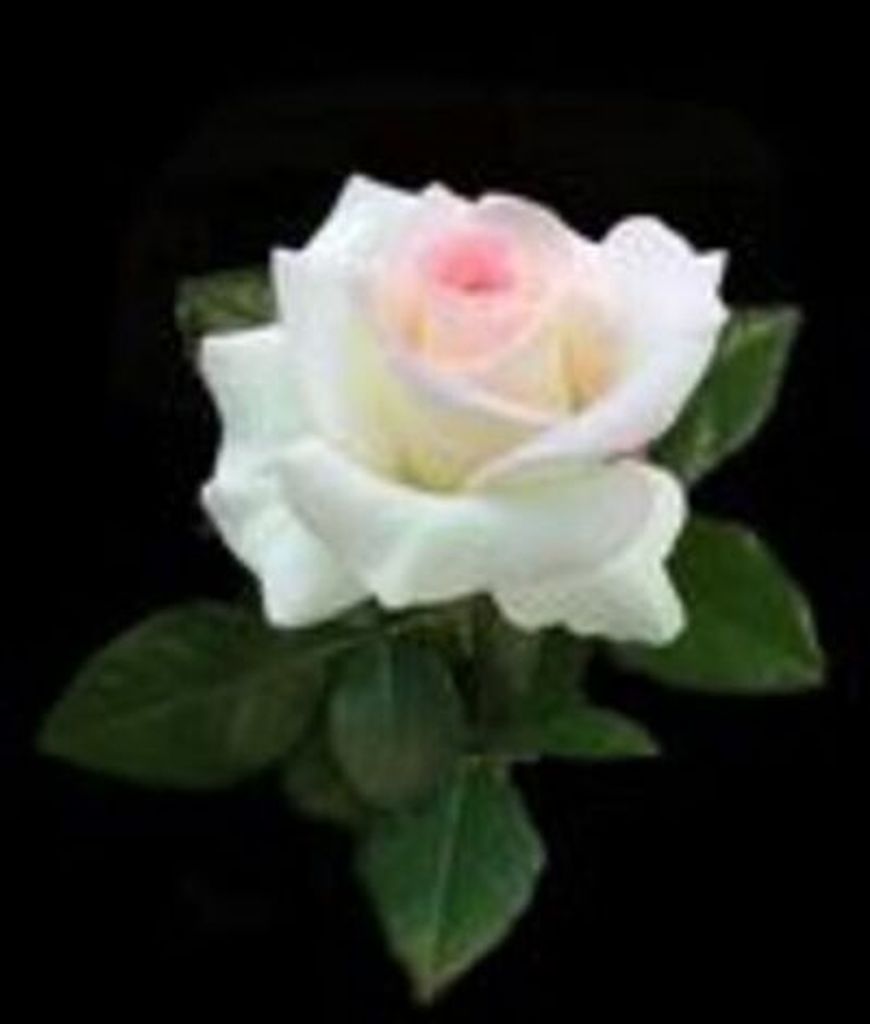 Ms. Joyce Stewart Flora Profile Photo