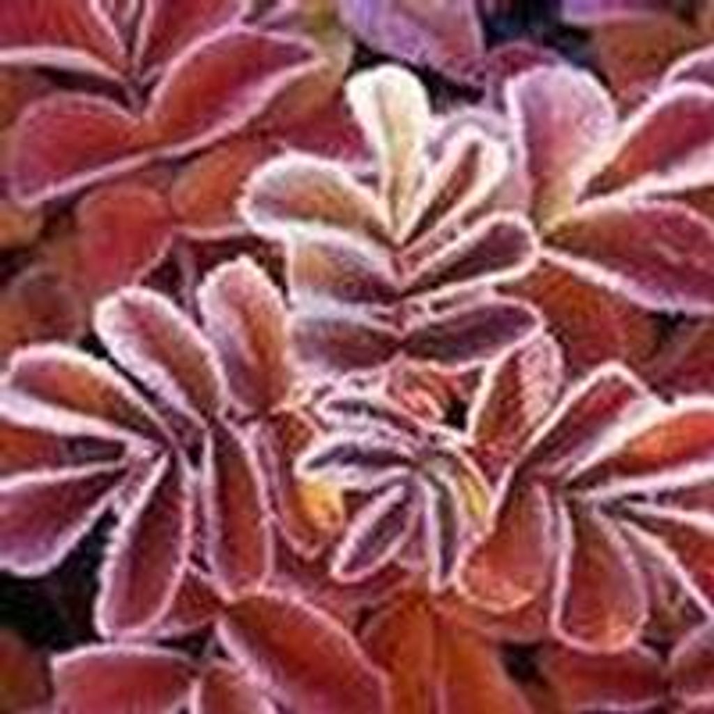 William  Vern Barnhizer