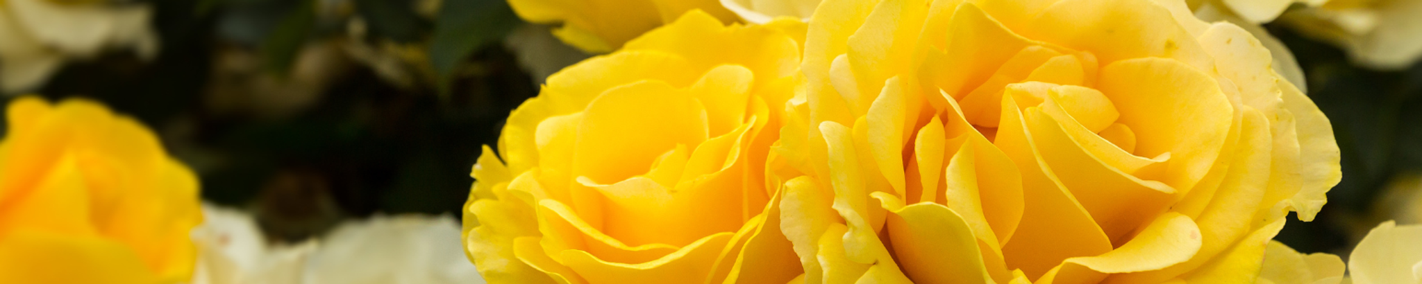 Cover for Frances Thurman's Obituary