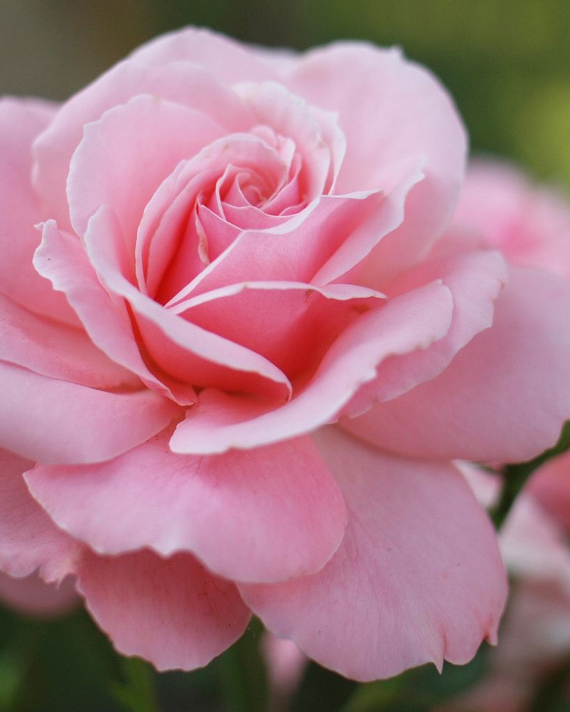 Rosemary T. Moffat
