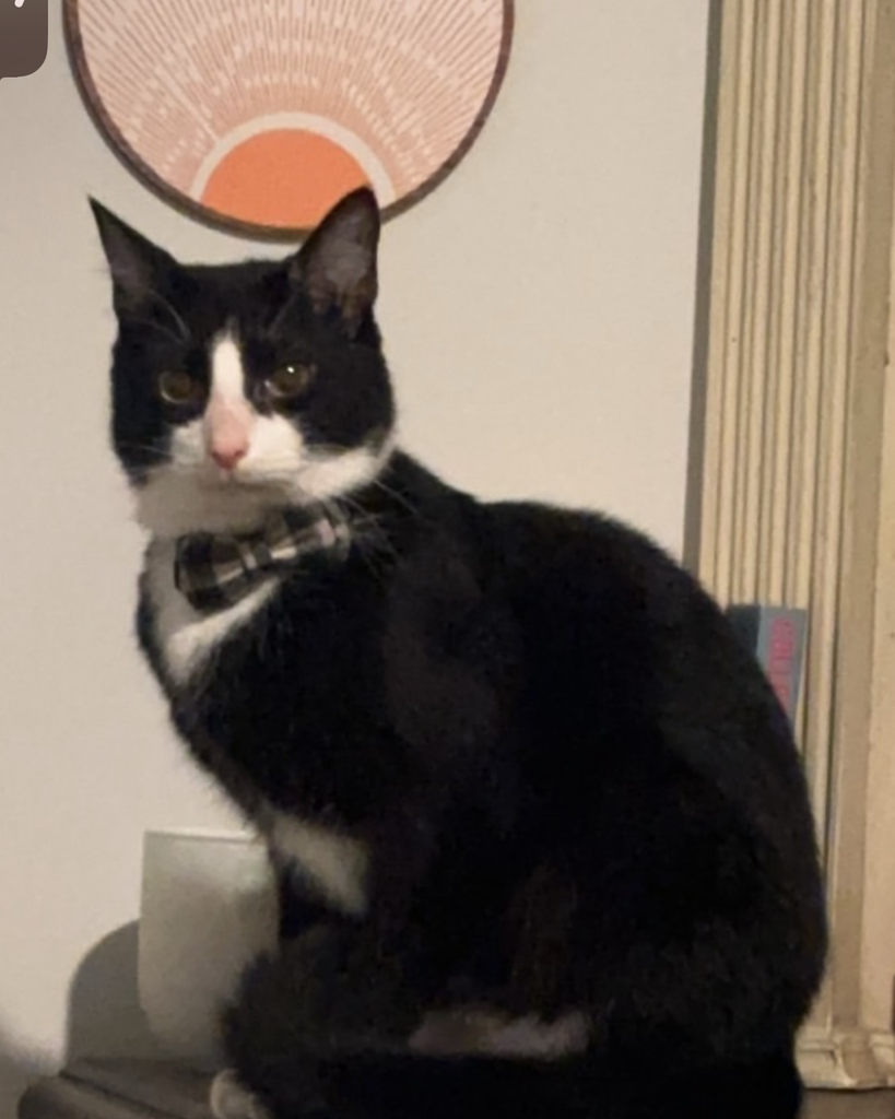 Moomoo Casey Profile Photo