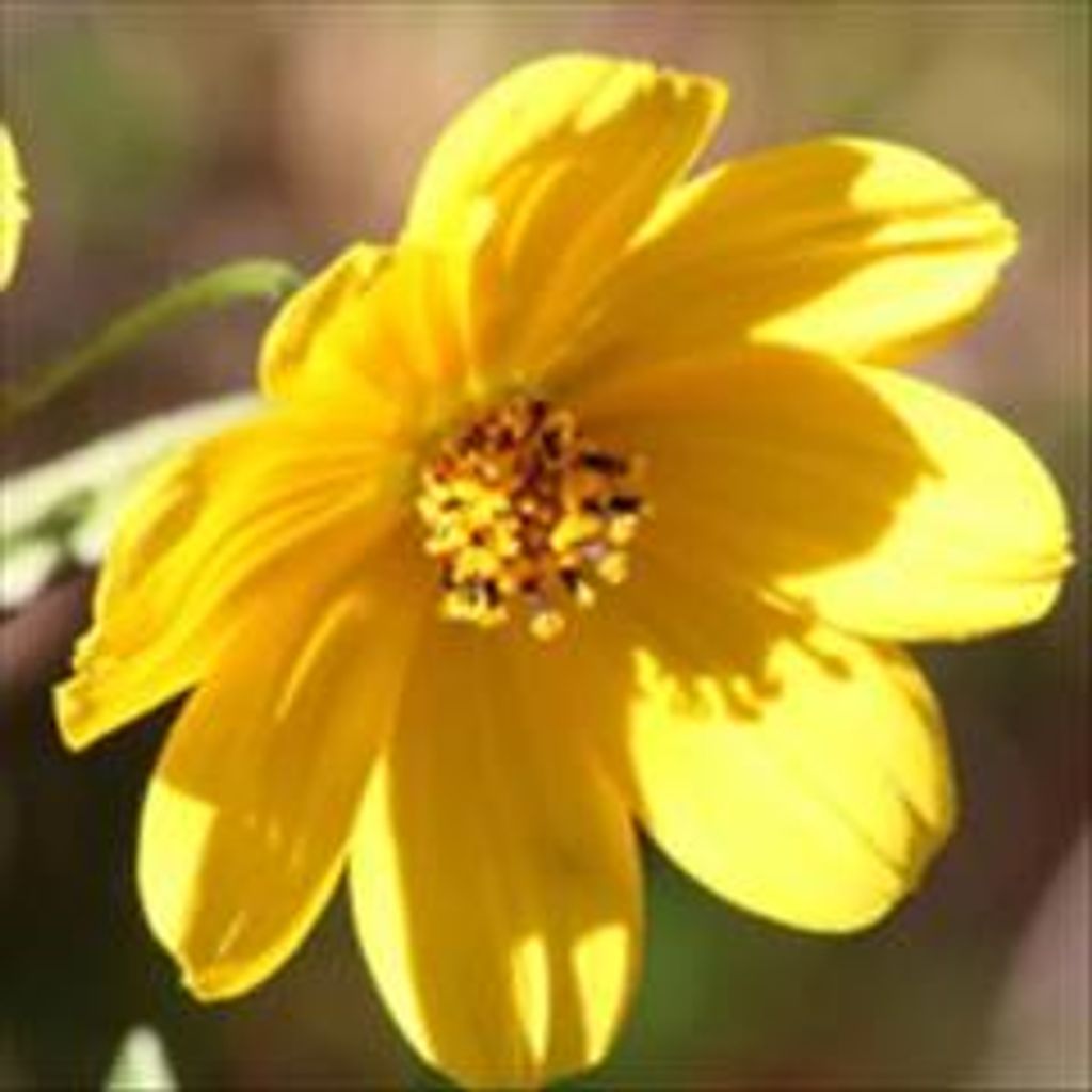 Deborah Lynn Cargile Profile Photo