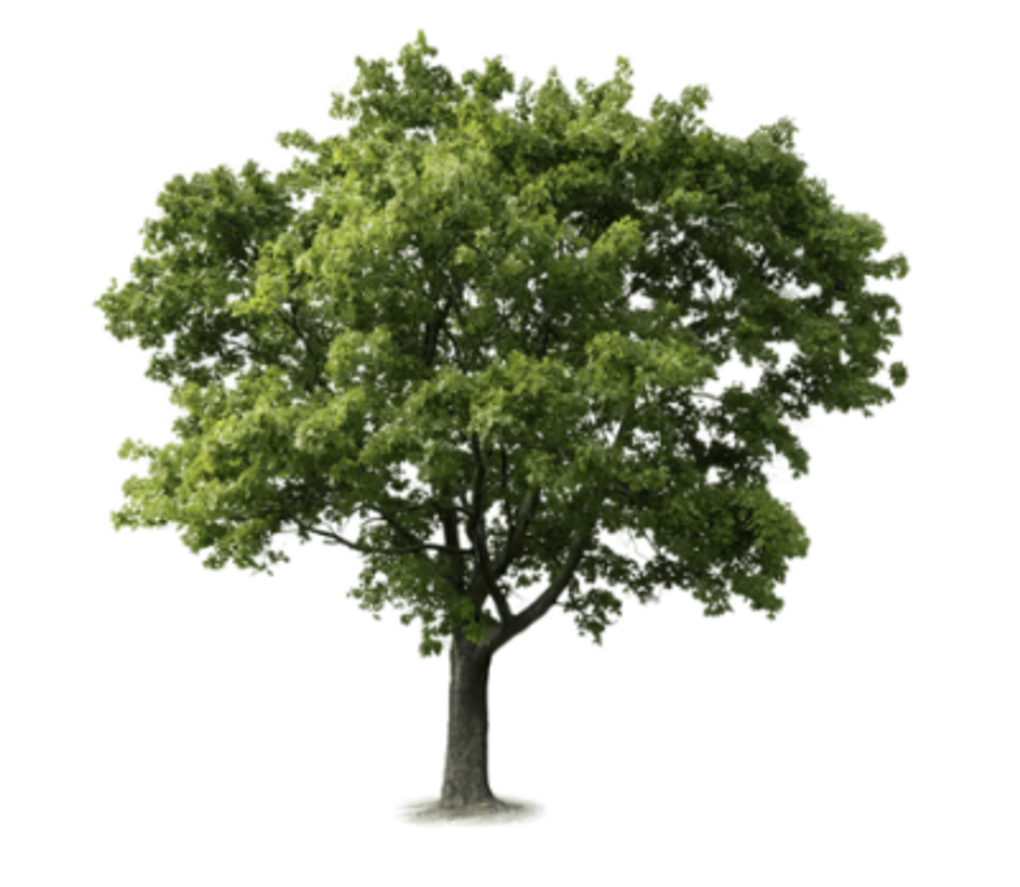 Lisa Denise Lavanchy Obituary February 3, 2024 - Pacific Cremation Services