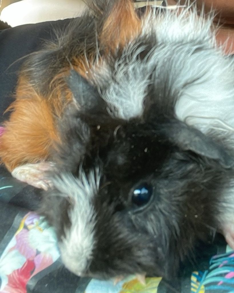 Pancake Marie Gill Profile Photo