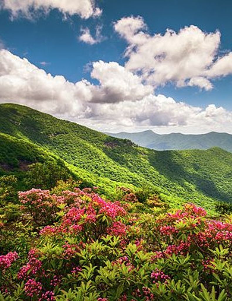 Shirley Ann (Link)  Helsley Profile Photo