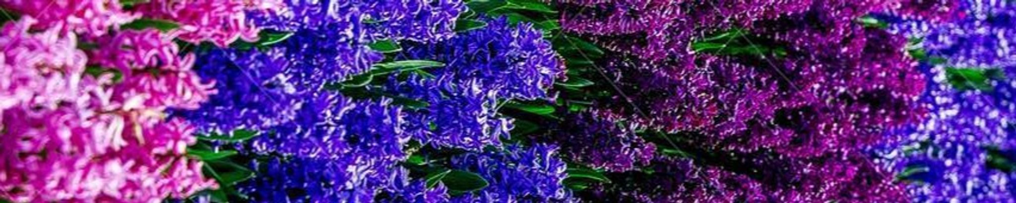 Cover photo for Lisa Diane Nave-Williams's Obituary