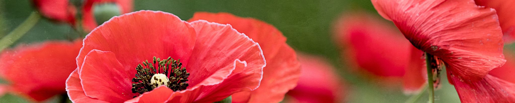 Cover for Gladys Thames's Obituary